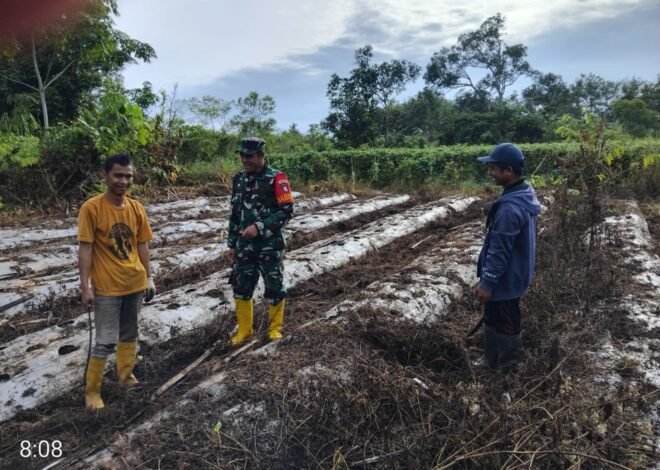 Babinsa Bantu Kelompok Tani Siapkan Lahan Cabai untuk Ketahanan Pangan
